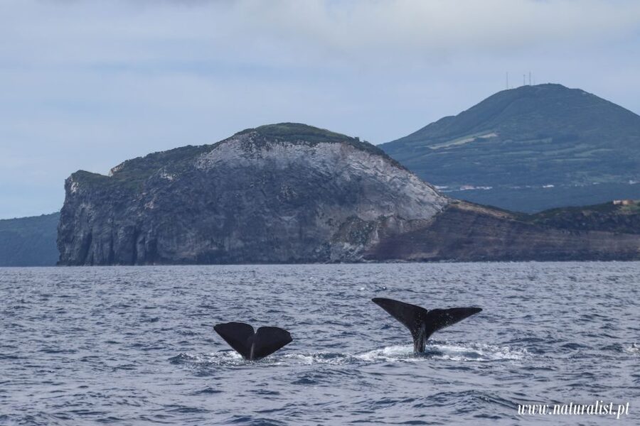 Horta: University Startup Whale and Dolphin RIB Boat Trip - The marine biologist changes the experience