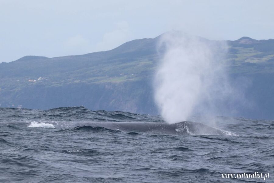 Horta: University Startup Whale and Dolphin RIB Boat Trip - What you might see beyond whales