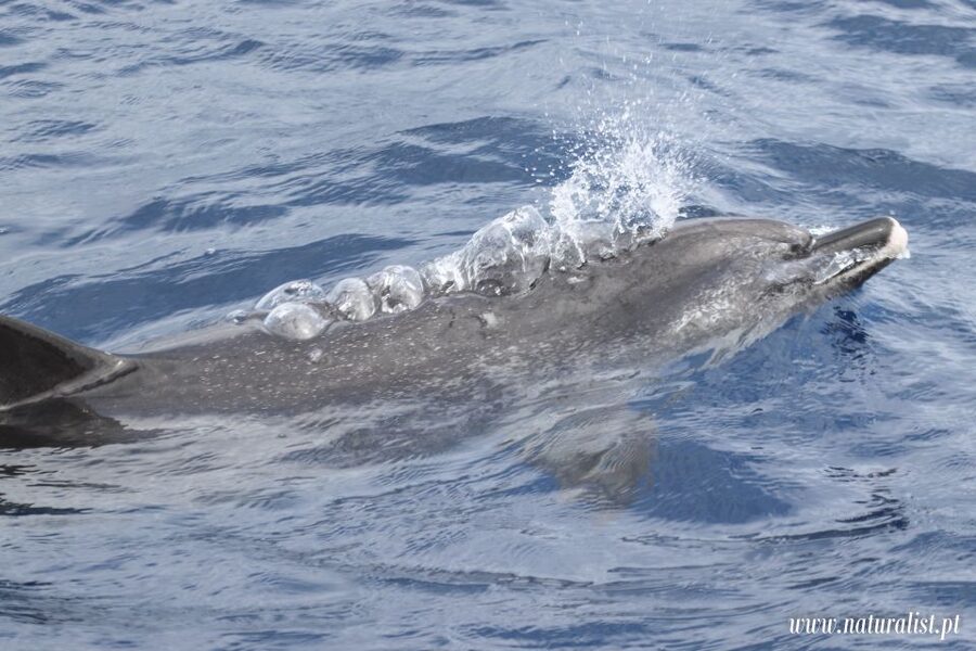 Horta: University Startup Whale and Dolphin RIB Boat Trip - The RIB ride: thrilling, wet, and not for everyone