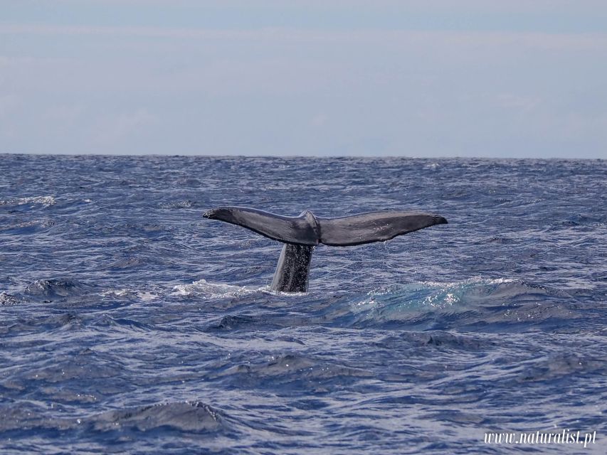 Horta: University Startup Whale and Dolphin RIB Boat Trip - Is $101 a fair price?