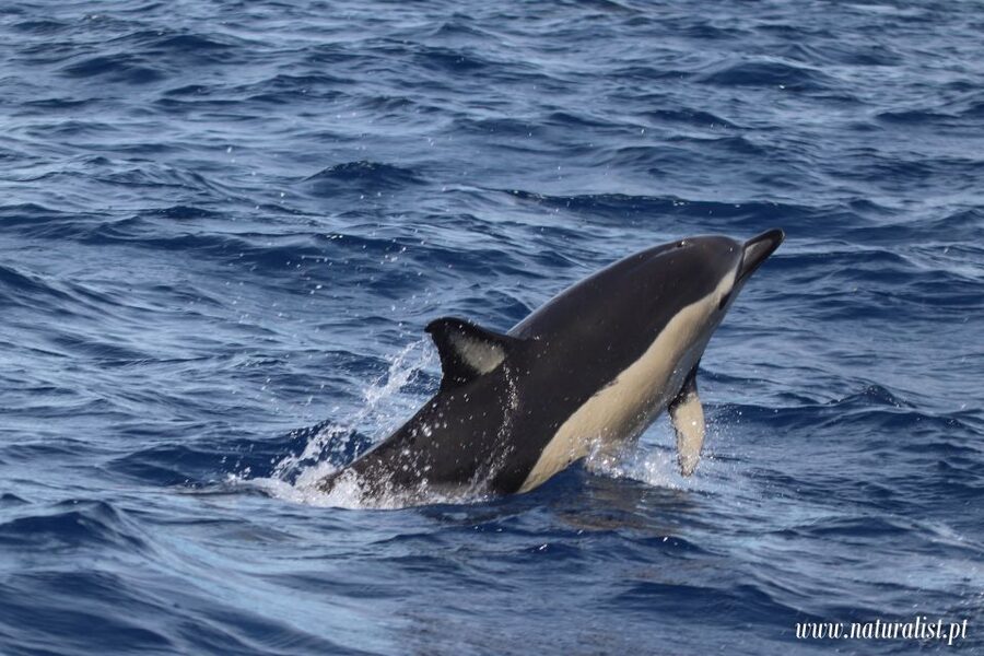 Horta: University Startup Whale and Dolphin RIB Boat Trip - Best timing, clothing, and planning tips