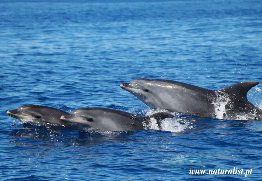 Horta: University Startup Whale and Dolphin RIB Boat Trip - Why the Azores are strong whale-watching country