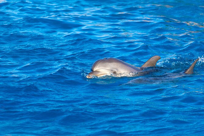 Hula Hula Island and Dolphin House with Snorkeling by Speedboat - Hula Hula Beach Island gives the day a slower finish