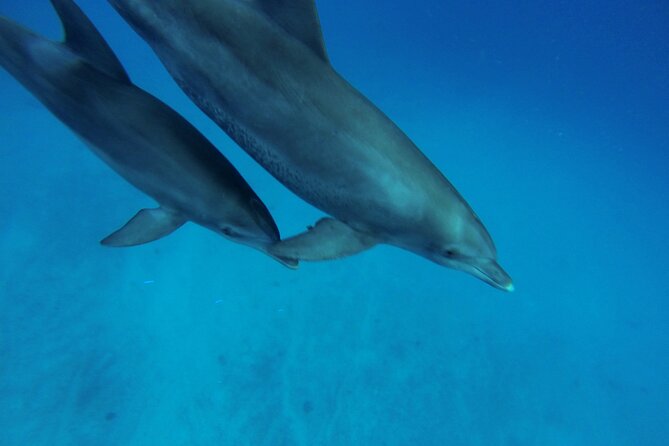 Hula Hula Island and Dolphin House with Snorkeling by Speedboat - What the private format changes