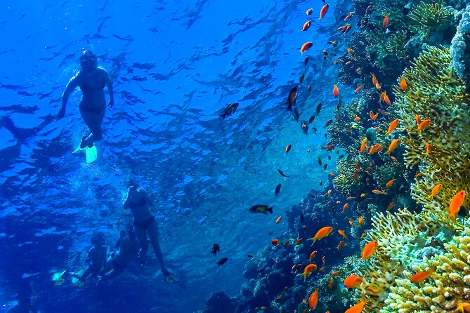Hula Hula Island and Dolphin House with Snorkeling by Speedboat - Price, timing, and cancellation details