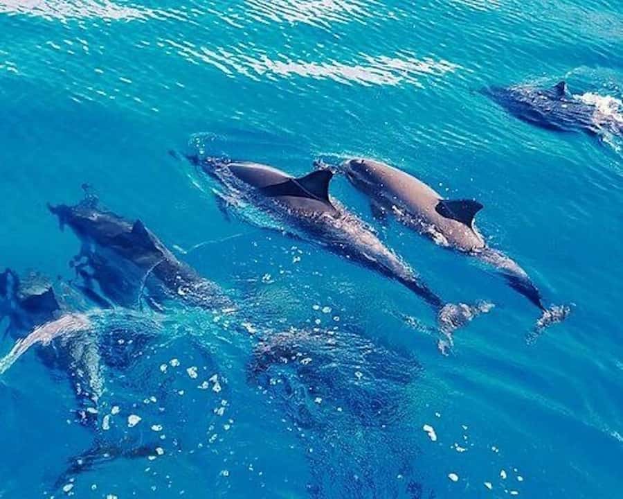 Hurghada: Dolphin House & Water sports Banana by Speedboat - Key points to know before booking