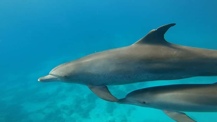 Hurghada: Private Speedboat Adventure with Snacks & Pick-up - Snorkeling reefs with a guide beside you
