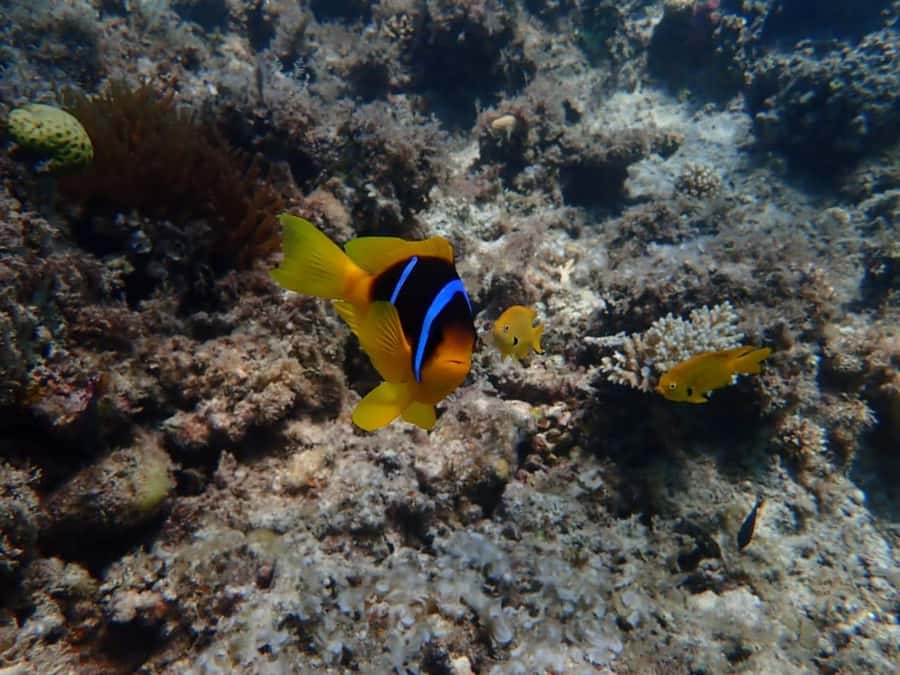 Hurghada: Private Speedboat to Magawish Island - Guides, safety, and the feel of the day