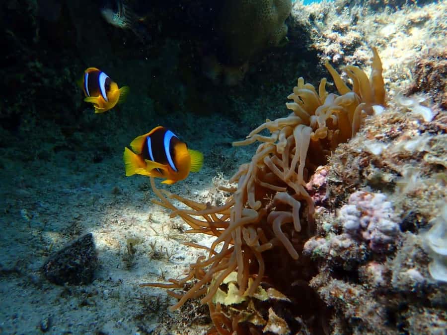 Hurghada: Snorkelling Trip by Speedboat with Hotel Pickup - Should You Book the Hurghada Speedboat?