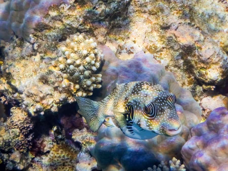 Hurghada: Snorkelling Trip by Speedboat with Hotel Pickup - Fruit, Drinks, and Time on the Boat