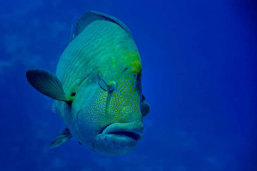 Hurghada: Snorkelling Trip by Speedboat with Hotel Pickup - Who Should Book This Trip?