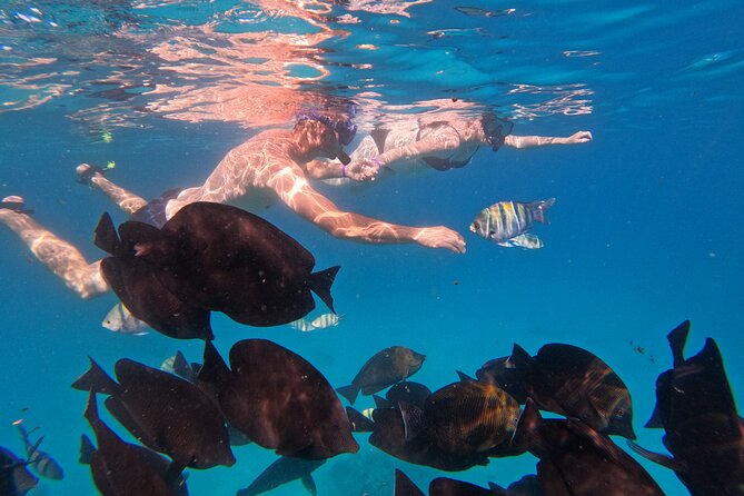 Hurghada Speedboat Dolphin Watching and Snorkeling - Captains and guides can shape the whole day