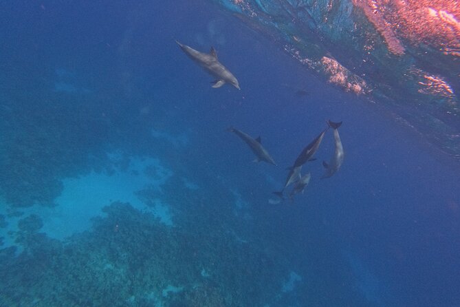 Hurghada Speedboat Dolphin Watching and Snorkeling - Safety, noise, and weather deserve attention