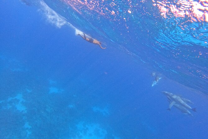 Hurghada Speedboat Dolphin Watching and Snorkeling - Practical preparation for the Red Sea
