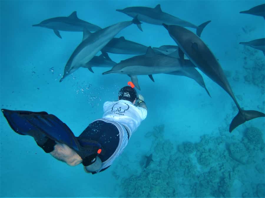 Hurghada: Speedboat Dolphin Watching & Snorkeling with Lunch - Why the speedboat changes the day