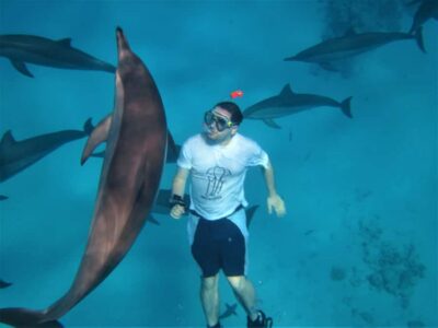 Speedboat Dolphin Watching & Snorkeling with Lunch