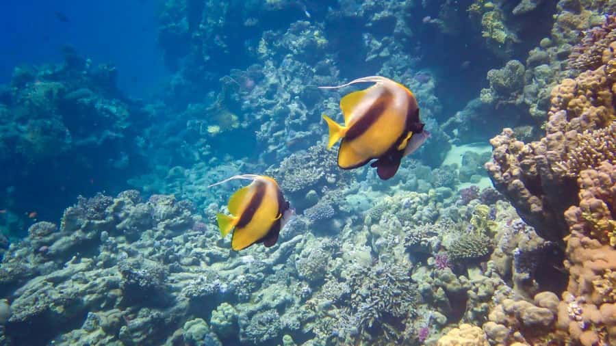 Hurghada: Speedboat Dolphin Watching & Snorkeling with Lunch - Pickup, timing, and what to bring