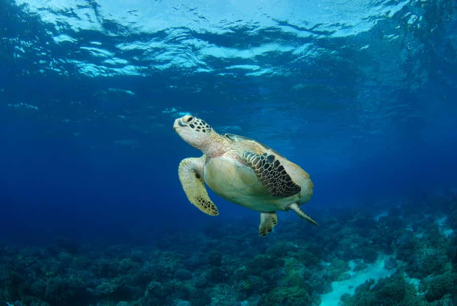 Hurghada: Turtle Bay Speedboat Tour with Snorkeling - How realistic is the turtle promise?