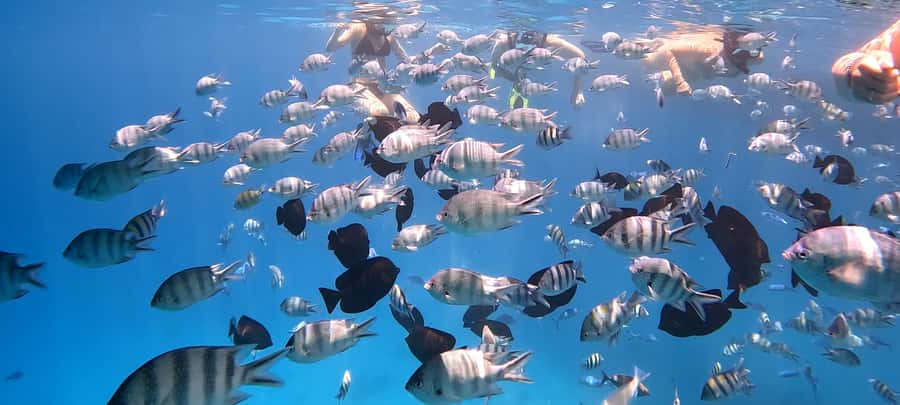 Hurghada: White Island Speedboat Tour, Snorkeling, & Lunch - The optional five-minute flight over the Red Sea