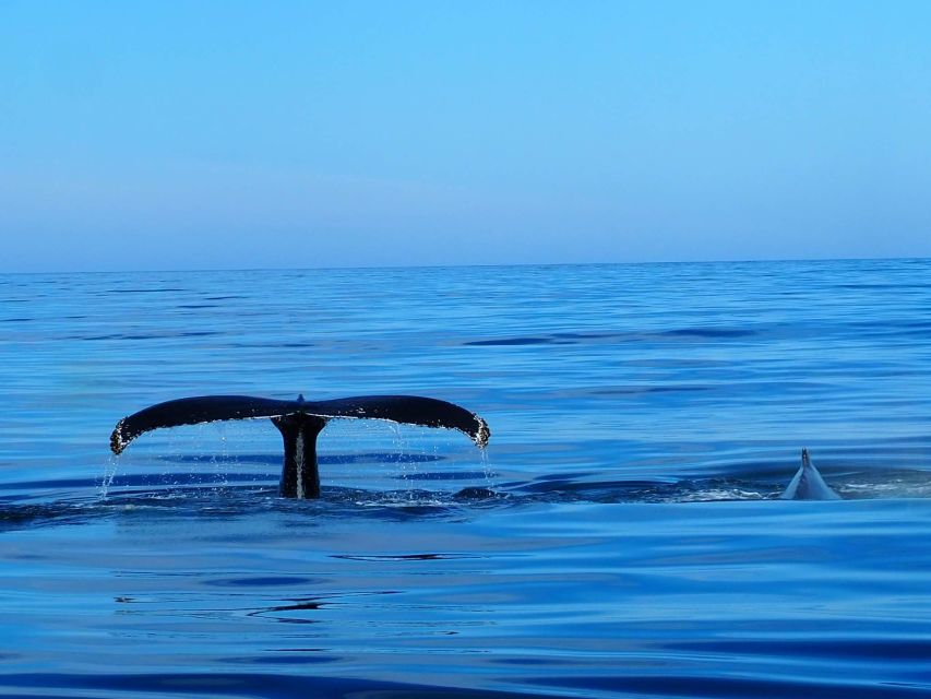 Húsavík: Big Whales and Puffin Island Speedboat Tour - Key points to know before booking