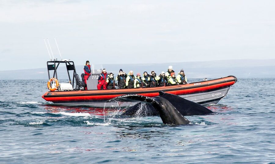 Húsavík: Big Whales and Puffin Island Speedboat Tour - Why the RIB makes a real difference in Húsavík