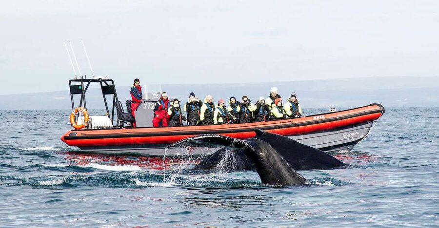 Húsavík: Big Whales and Puffin Island Speedboat Tour - Lundey, the island full of puffins
