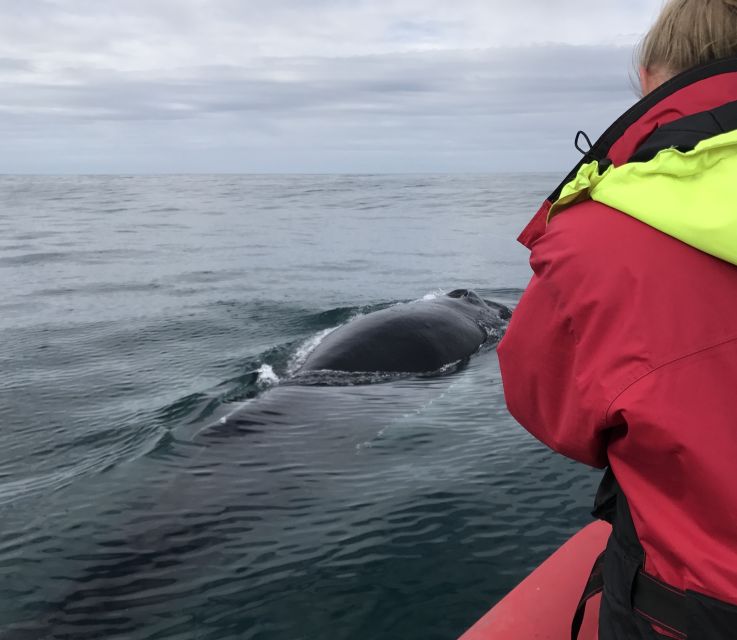 Húsavík: Big Whales and Puffin Island Speedboat Tour - Searching Skjálfandi Bay for whales