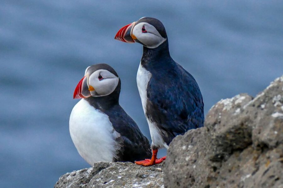 Húsavík: Big Whales and Puffin Island Speedboat Tour - What the two-hour length means
