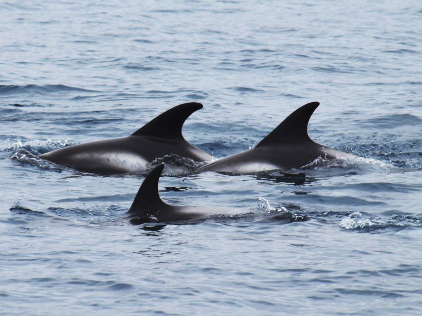 Húsavík: Big Whales and Puffin Island Speedboat Tour - Is $198 a fair price?