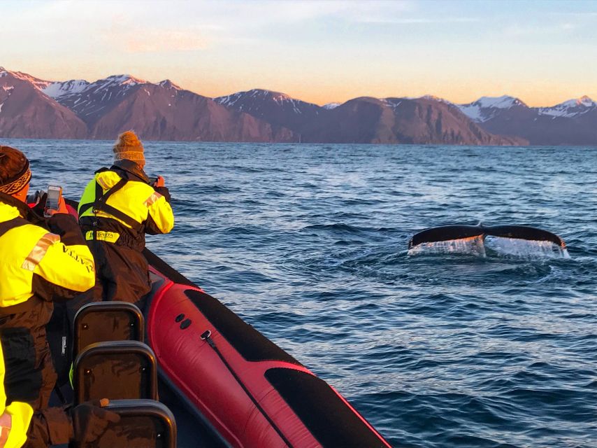 Húsavík: Big Whales and Puffin Island Speedboat Tour - From Hafnarstétt 11 to the open bay