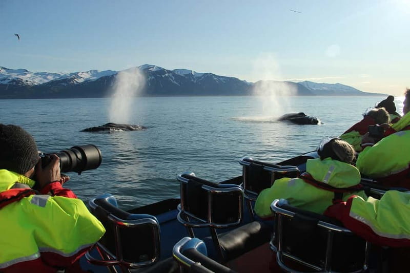 Húsavík: Original Big Whale Safari & Puffins by Speedboat - Key points before you book
