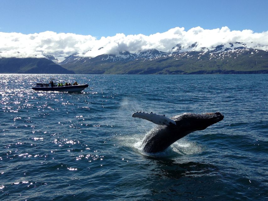 Húsavík: Original Big Whale Safari & Puffins by Speedboat - Should you book the Big Whale Safari?