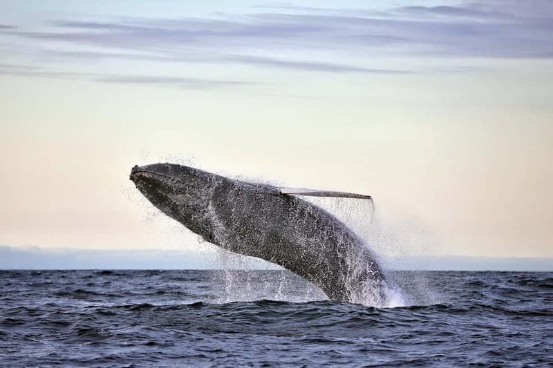 Húsavík: Original Big Whale Safari & Puffins by Speedboat - Why the RIB makes a difference in Skjálfandi Bay