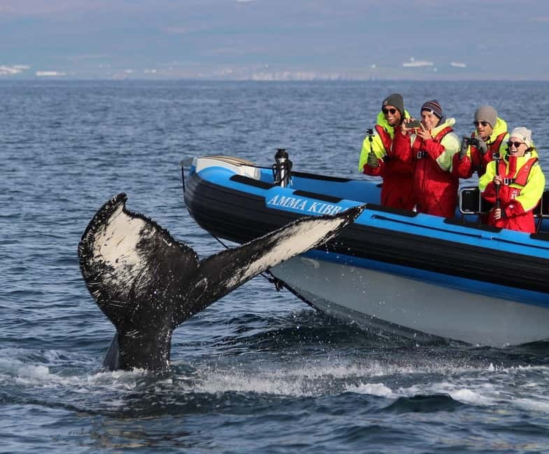 Húsavík: Original Big Whale Safari & Puffins by Speedboat - Puffin Island from April to August