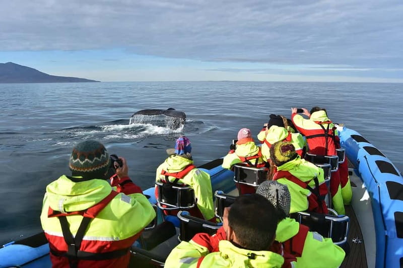 Húsavík: Original Big Whale Safari & Puffins by Speedboat - Searching for whales across the bay