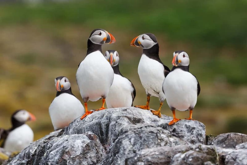 Húsavík: Original Big Whale Safari & Puffins by Speedboat - What the ride feels like in real weather