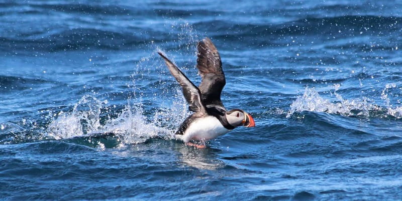 Húsavík: Original Big Whale Safari & Puffins by Speedboat - Is $175 a fair price?