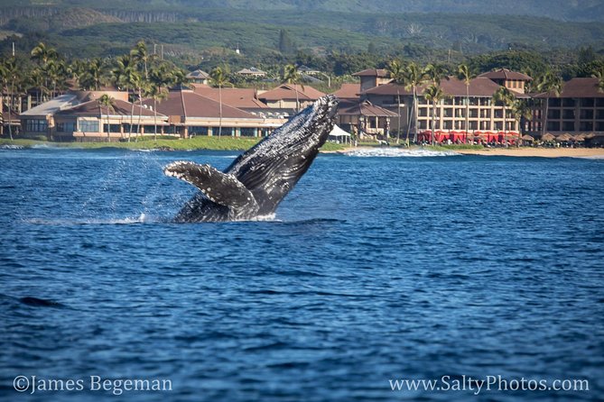 Kauai's South Side Whale and Dolphin Zodiac Boat Adventure - A Zodiac ride built for motion