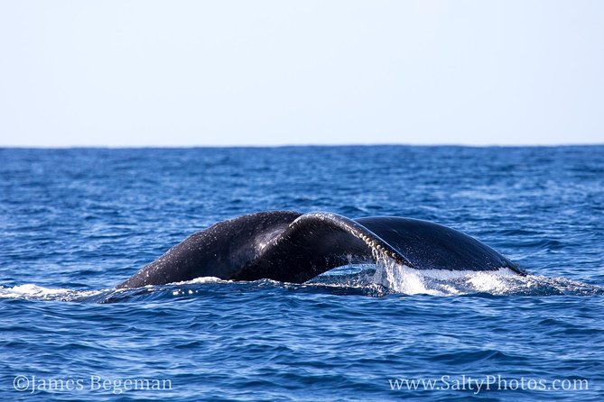 Kauai's South Side Whale and Dolphin Zodiac Boat Adventure - Spouting Horn and the coastal view