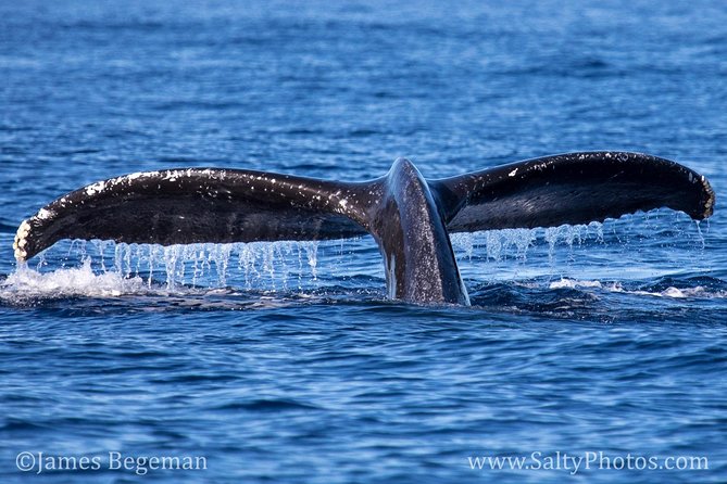 Kauai's South Side Whale and Dolphin Zodiac Boat Adventure - Dolphins, turtles, seabirds, and whale song