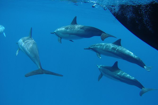 Kauai's South Side Whale and Dolphin Zodiac Boat Adventure - What the ride feels like in real conditions
