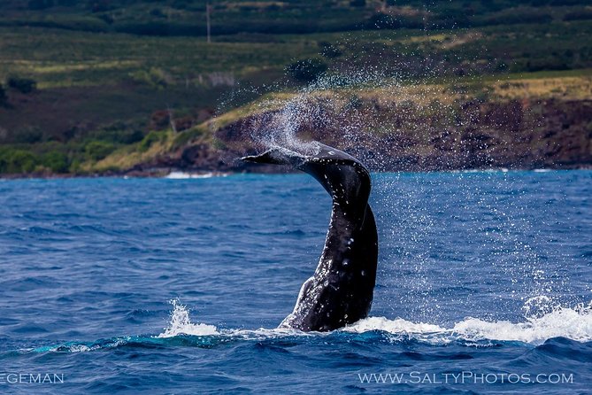 Kauai's South Side Whale and Dolphin Zodiac Boat Adventure - A close-up crew experience
