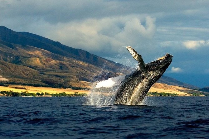 Kauai's South Side Whale and Dolphin Zodiac Boat Adventure - Is $158.43 a fair price?