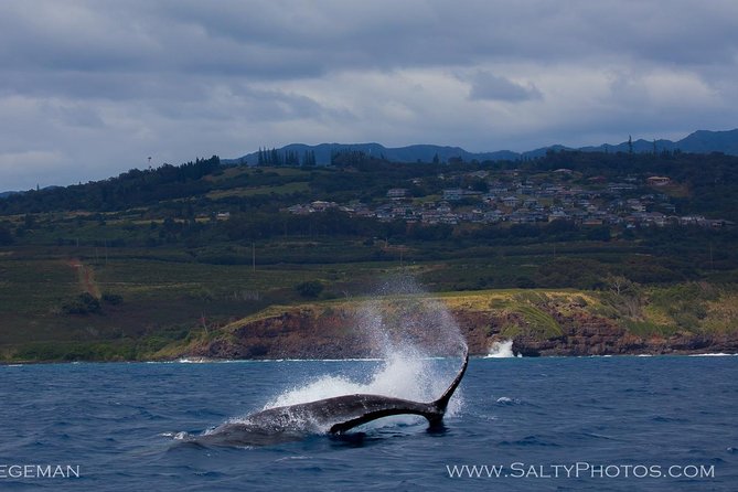 Kauai's South Side Whale and Dolphin Zodiac Boat Adventure - Searching the south coast for whales