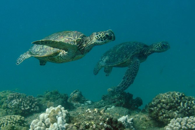 Kauai's Ultimate South Island Zodiac Boat Snorkel Adventure - Who will enjoy this trip most