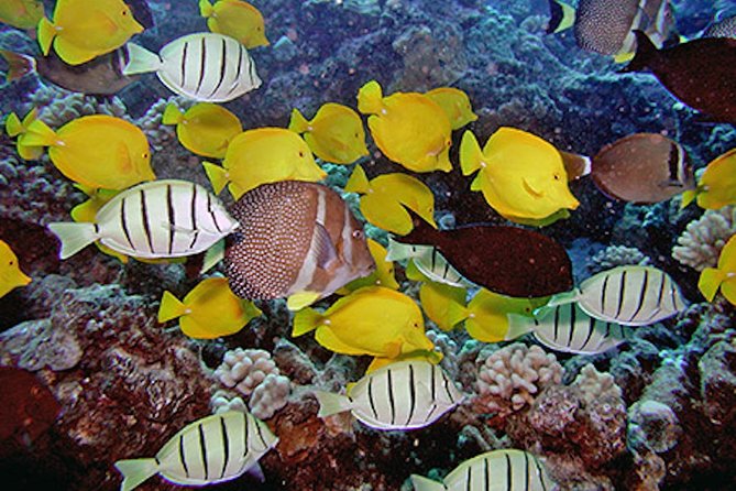 Kauai's Ultimate South Island Zodiac Boat Snorkel Adventure - Should you book Kauai’s Ultimate South Island Zodiac Boat Snorkel Adventure?