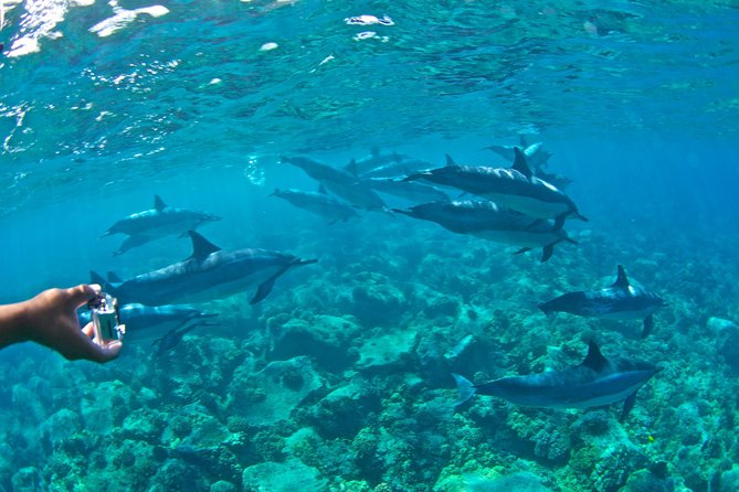 Kealakekua Bay Snorkeling Tour - 4 hour Kona Zodiac Adventure - What the $130.46 price gets you