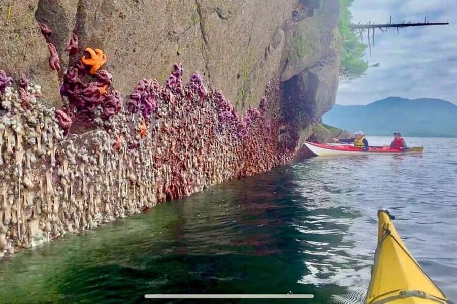 Ketchikan: Orca Cove Fast Boat and Sea Kayak Tour - Leaving Ketchikan behind by fast boat