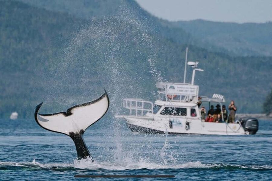 Ketchikan: Orca Cove Fast Boat and Sea Kayak Tour - First look at Orca Cove