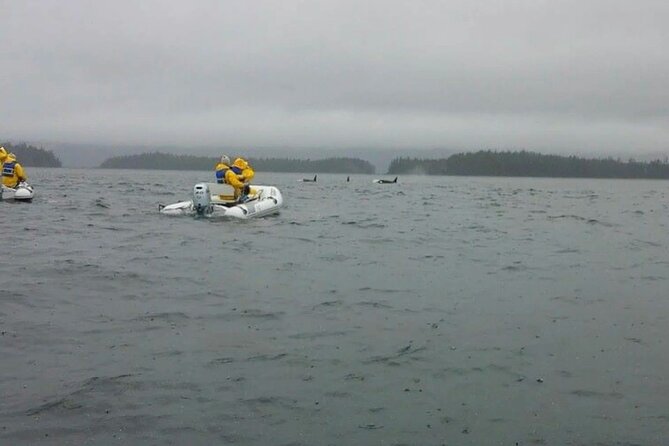 Ketchikan Zodiac Adventure - Why a small Zodiac changes your view of Ketchikan